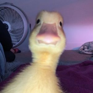 Meet your Posher, Kaleigh